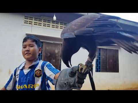 a little boy training my lovely black hawk eagle 🦅,so good 👍