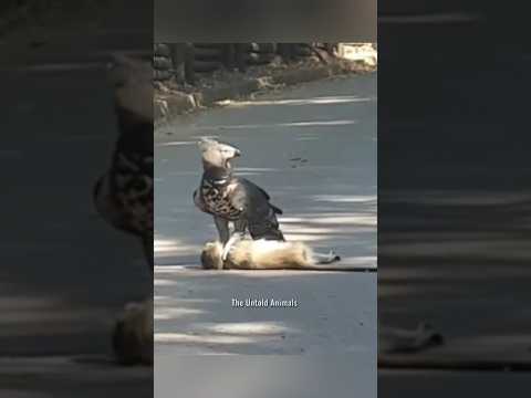 This Is The Most Dangerous Bird In The World