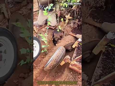트랙터 <strong>견인</strong> 묘목 이식기와 복토 휠을 활용한 대규모 과수원 정식 공정 #worker #process #treeplanting #farmmachinery #orchard