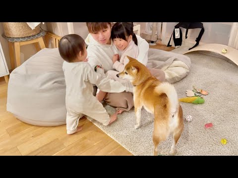 女子会に入れなかった柴犬が急に荒ぶりだした