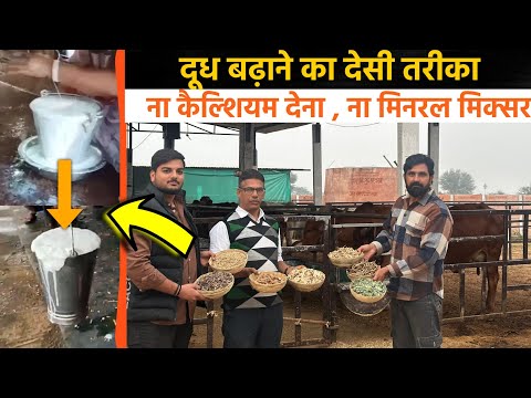 दूध बढ़ाने का देसी फार्मूला । Milk increase formula । feed management ।