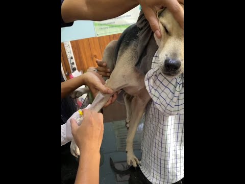 treatment sick dog and cat vaccine