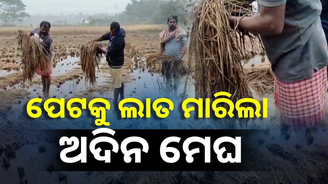 ପୁରୀ ଜିଲ୍ଲା ପିପିଲି ଅଞ୍ଚଳରେ ଚାଷୀଙ୍କ ଦୁର୍ଦ୍ଦଶା ଦେଖିଲେ ଆଖିରେ ଲୁହ ରହିବନି || Knews Odisha