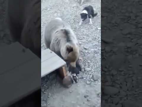 Спасение щенков от медведя. Щенки спасены благодаря стае взрослых собак. #animals