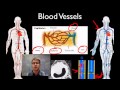 Understanding the Circulatory System