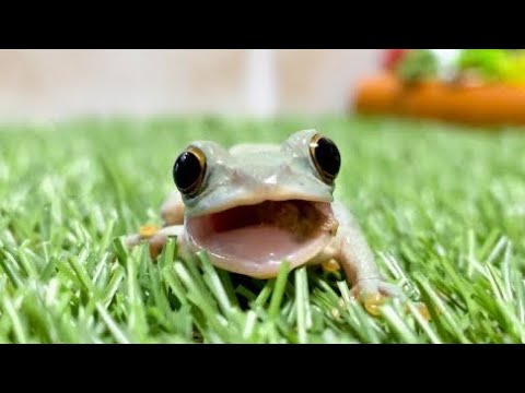 カエルの赤ちゃんが可愛すぎる