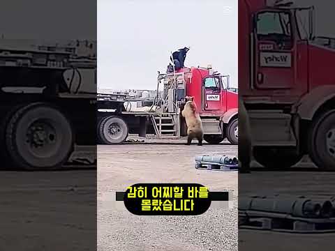 800kg 곰을 마주친 개의 반응ㄷㄷ