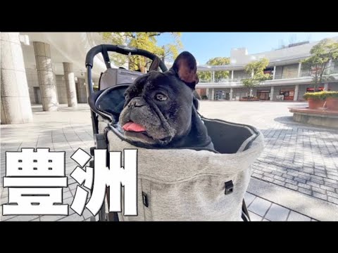 豊洲を愛犬とお散歩♡