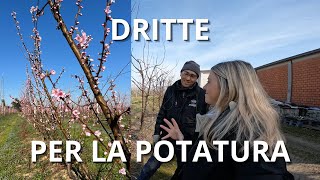 Le MIE BASI per POTARE i PESCHI e gli ALBICOCCHI