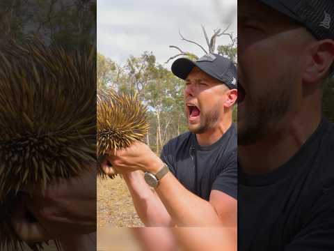 Spiked by an Echidna! Ouch!