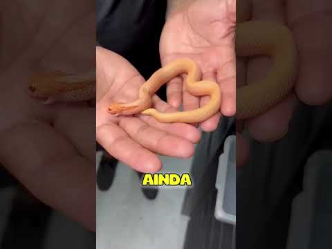 A menor é a mais perigosa 😨
