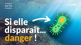Pourquoi le réchauffement des océans menace l’oxygène de la Terre | Actu de science