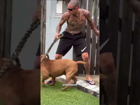 #dragonspitkennel #dog #pitlove #dogbreed #americanbully #pitbullegatos #motivation