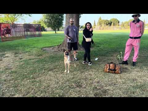 Rescue Dog Turns Out Super Reactive. Dog Daddy Comes To Help.