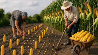 Corn Planting in Azerbaijan 🌽 Traditional FLATBREAD Feast with Meat & Cheese