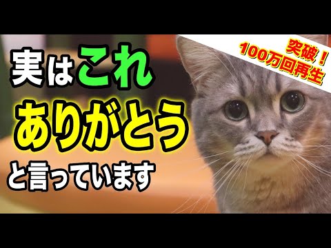 猫が飼い主に見せる「ありがとう」10選を獣医師が解説します