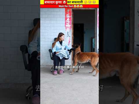 बफादार कुत्ता 🐶 का बफादारी 🫡🥺🥺 #shorts #youtubeshorts #viral