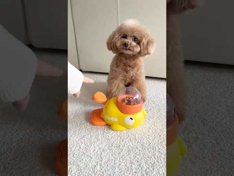 押すとおやつがでてくるおもちゃを渡してみたら、、#dog #cutedog