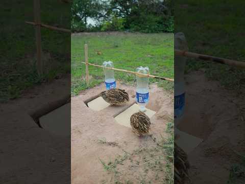 Best Bird Trap technique - Easy Quail Trap #simple bird trap #shorts