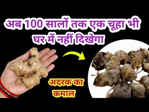 बिना मारे चूहे भगाए इस घरेलू तरीके से rid of mouse/ chuhe bhagane ka tarika