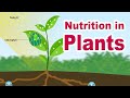 Photosynthesis Concepts and Processes