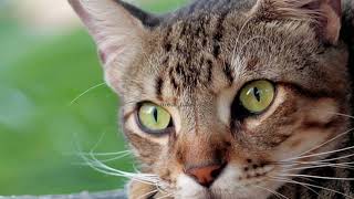 Cat Sounds Meow