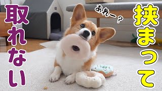 ドーナツの穴に囚われすぎたコーギーの末路