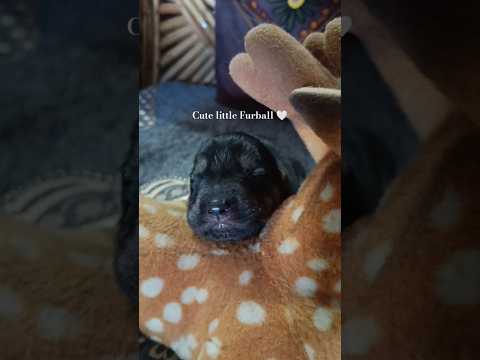 cute little furball 🤍 #puppies #pahadidog