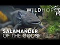 Conservation Efforts for Axolotls and Achoques