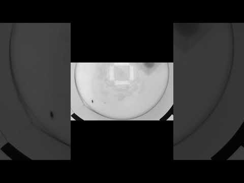 Fruit flies may enjoy taking carousels for a spin