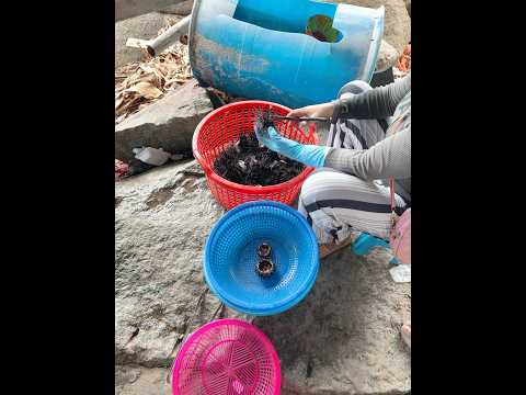 Có bạn nào bị con nhum chít chưa ạ #mientay