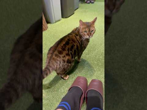 チラチラこちらを見て構ってちゃんする猫【#京都ひょう猫の森 】