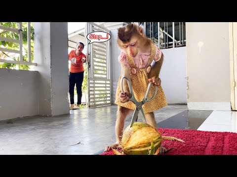 Monkey Lyly couldn't ask her mother for help so she peeled the coconut to drink by herself.