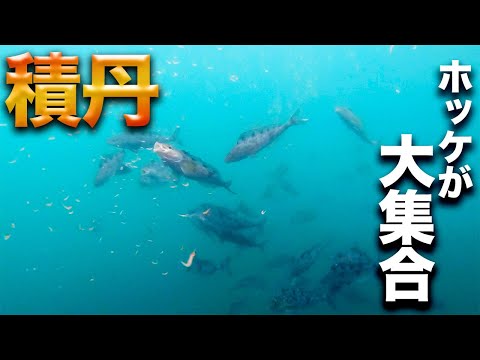 【水中映像】積丹方面でホッケが爆釣！【刺し盛り企画後編】