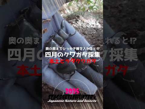桜が散ったらクワガタシーズン！春先は奥の奥が激アツ #クワガタムシ #昆虫採集