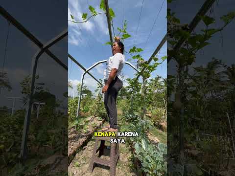 Berkebun bikin sehat, dapat panenan pula #kebun #berkebun #garden #homegarden