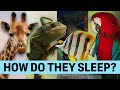 Animal Sleep Characteristics and Behaviors