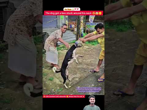 "Dog Gets His Head Stuck in a Box 😂" #shorts #viralvideo #youtubeshorts