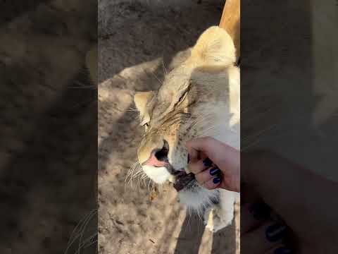 Silly Lions