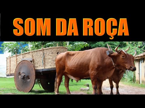 📟O SOM DA ROÇA # As Melhores Modas De Viola Caipira e Um Passeio Na Roça -  #top20