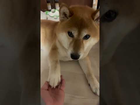 褒められると伸びるタイプ柴