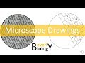 Microscope Drawings and Observations Essentials