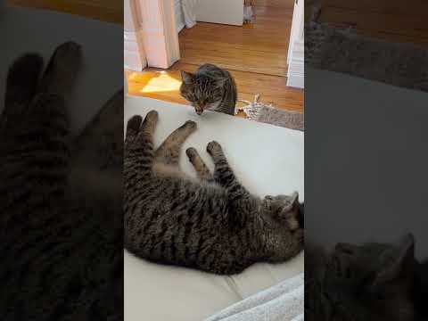 Meeting the foster cat for the first time