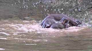 Singapore Wetlands: Otters' Day Out at Sungei Buloh Wetland Reserve