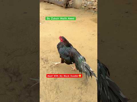 Meet With My Black Amazing Rooster | Mushka😍#shorts #rooster #viralvideo #chicken