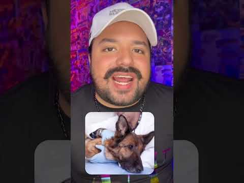 PERRO POLICÍA ENCONTRÓ ALGO ATERRADOR!!! 😱 #shorts