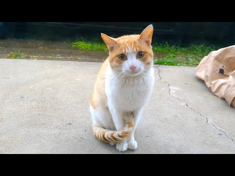 野良猫を去勢して庭に放った翌日、まさかの展開に号泣