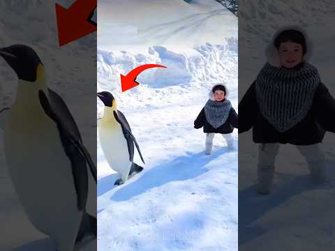 The child became friends with the penguin.#facts #childshorts #trendingshorts