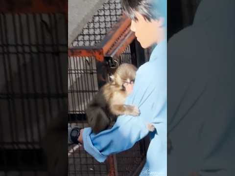 พ่อพ่อช่วย #พั๊นคุง ด้วย #monkey #puppy #animals