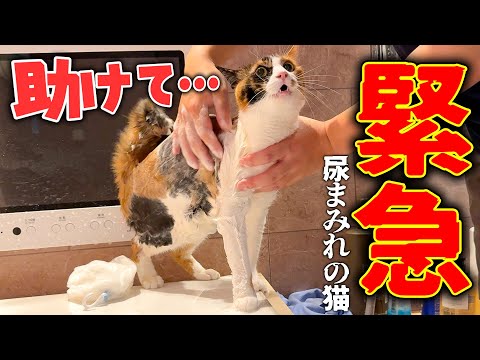 ベルちゃんが全身オシッコまみれになってしまったので緊急で洗います。